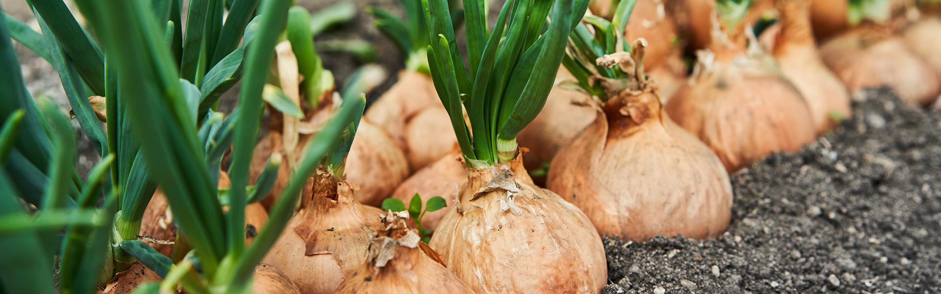 Mood onions